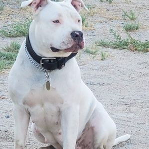 Meet your Posher, Donald